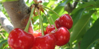 Ciliegio nano 1129 0 Ciliegio nano.JPG